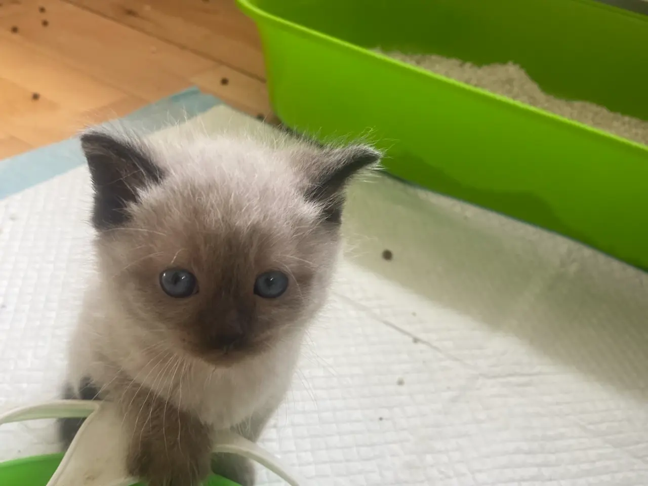 Billede 7 - Flotte ragdoll killinger 