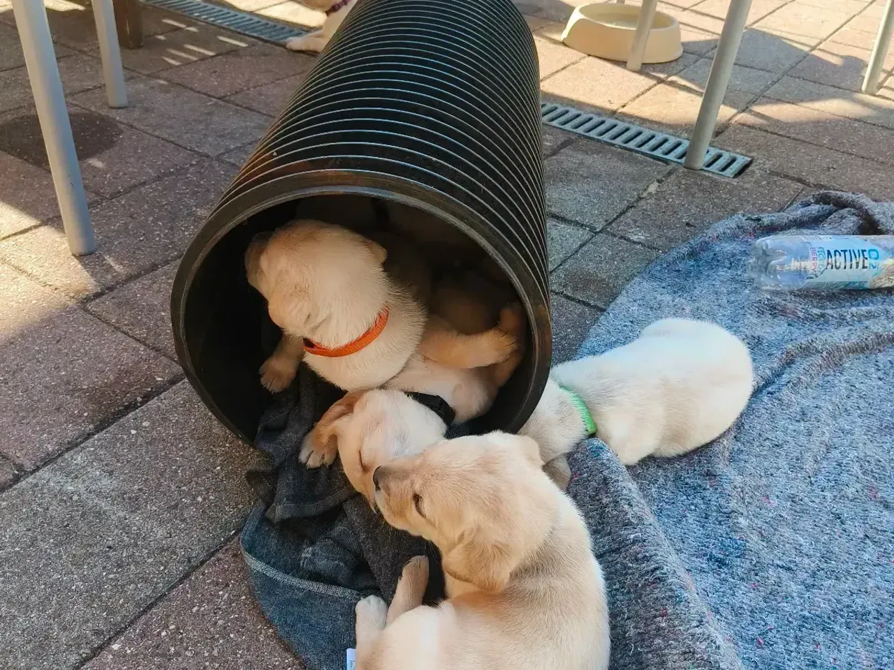 Billede 3 - Gule labrador hvalpe 