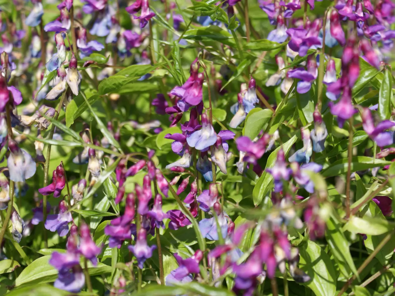 Billede 1 - TRANUM AKTIEplantage