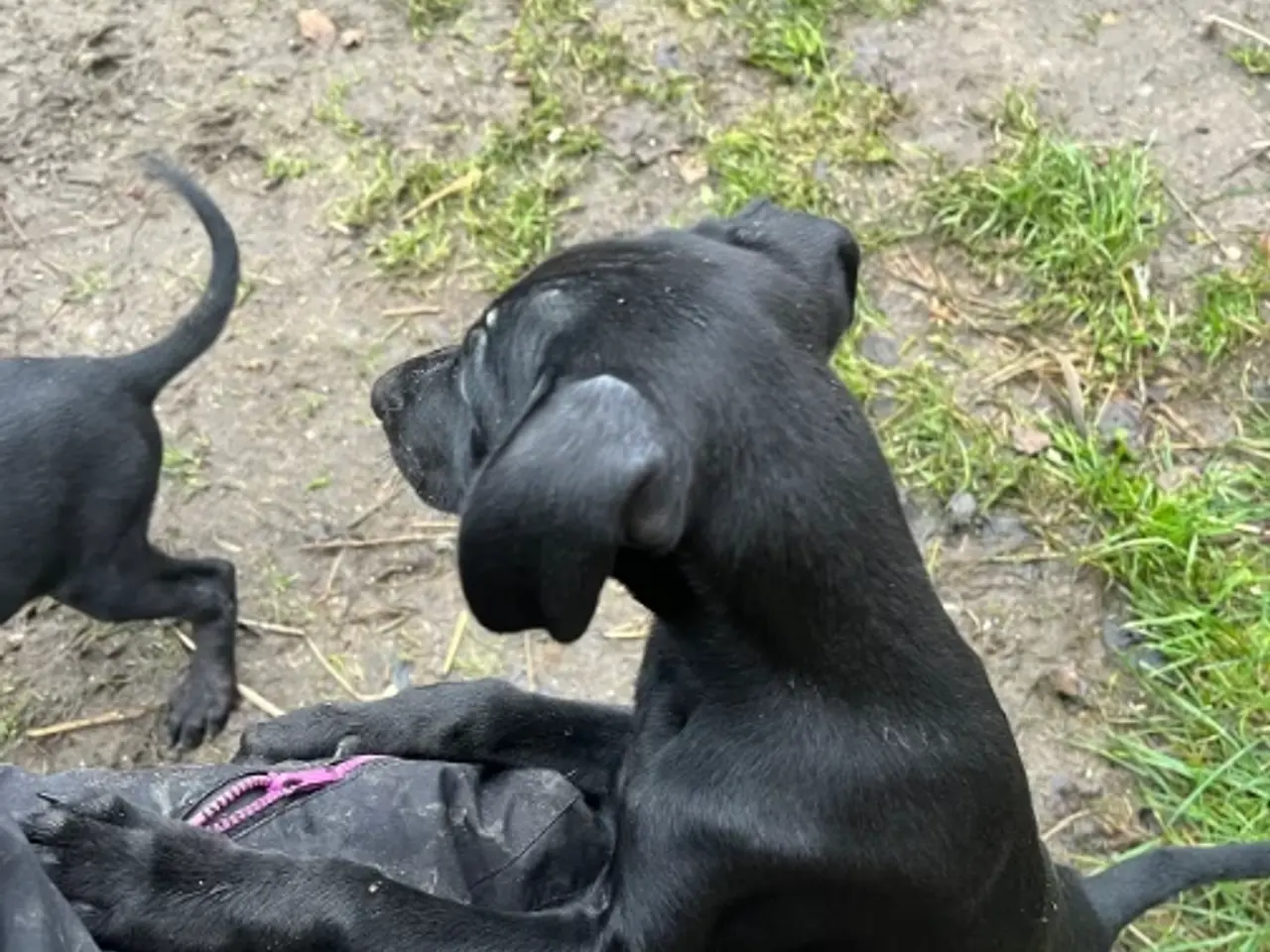 Billede 9 - 2 søde og aktive Dobermann blandingshvalpe