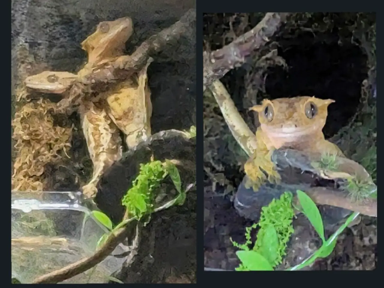 Billede 17 - Kronegekko par. 🦎🦎