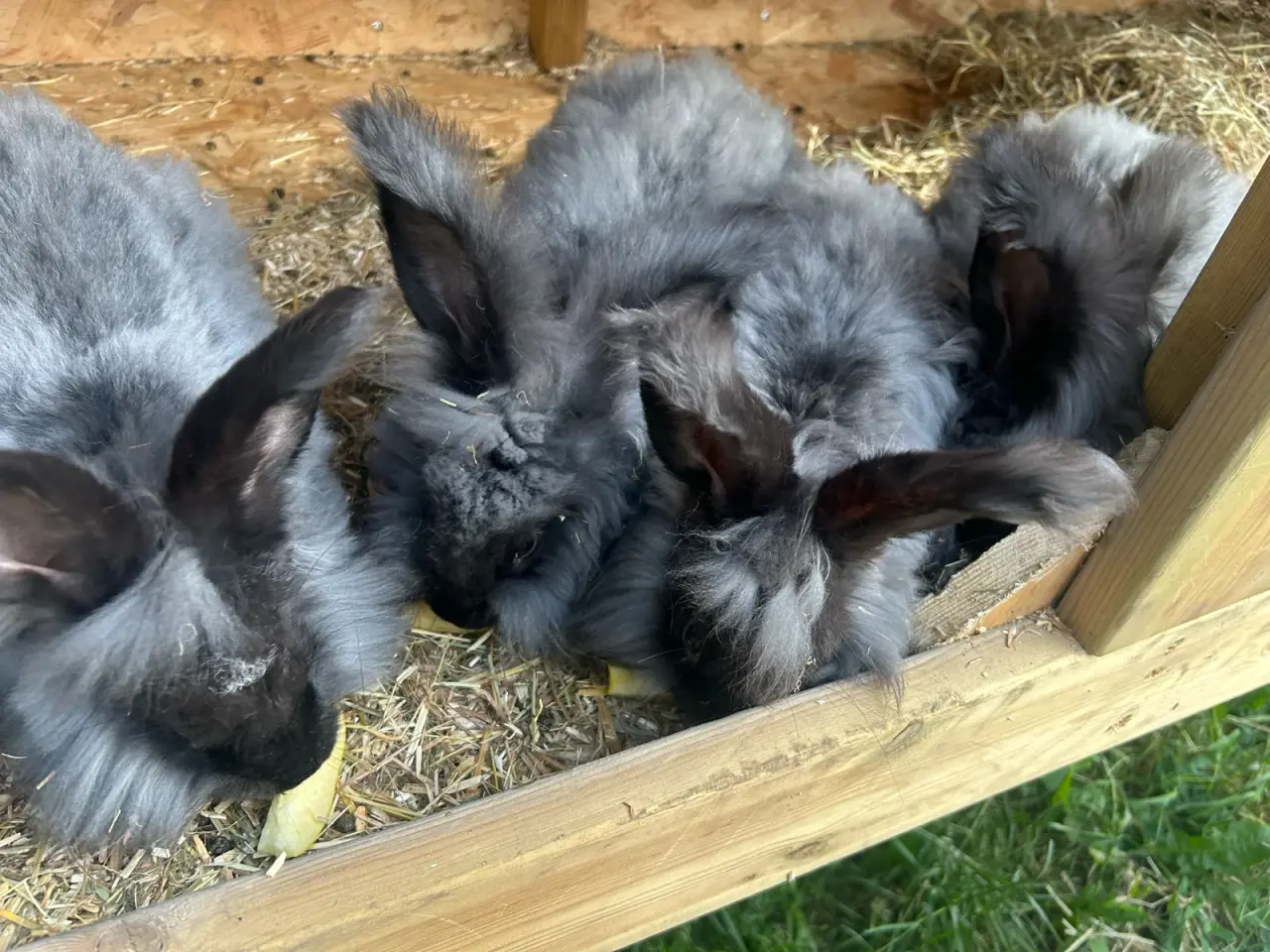 Billede 5 - Angora kaniner