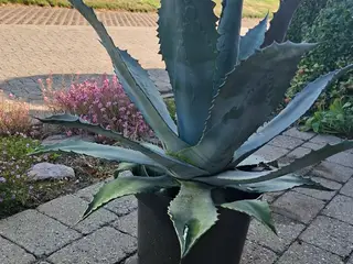Meget flot Agave sælges