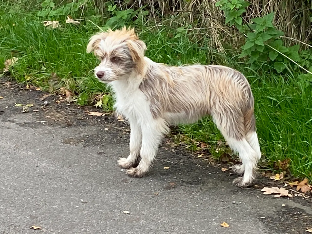 Billede 4 - Border Collie/ Chinese crested Powder puff