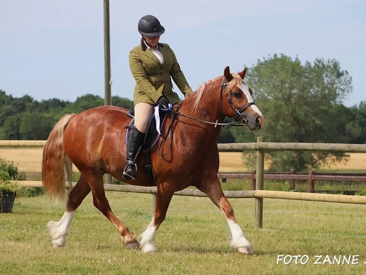 Billede 1 - Welsh cob vallak 