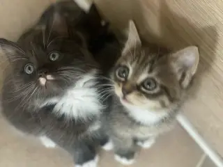 🐾 🐱 De sødeste små hjerteknus søger deres helt e