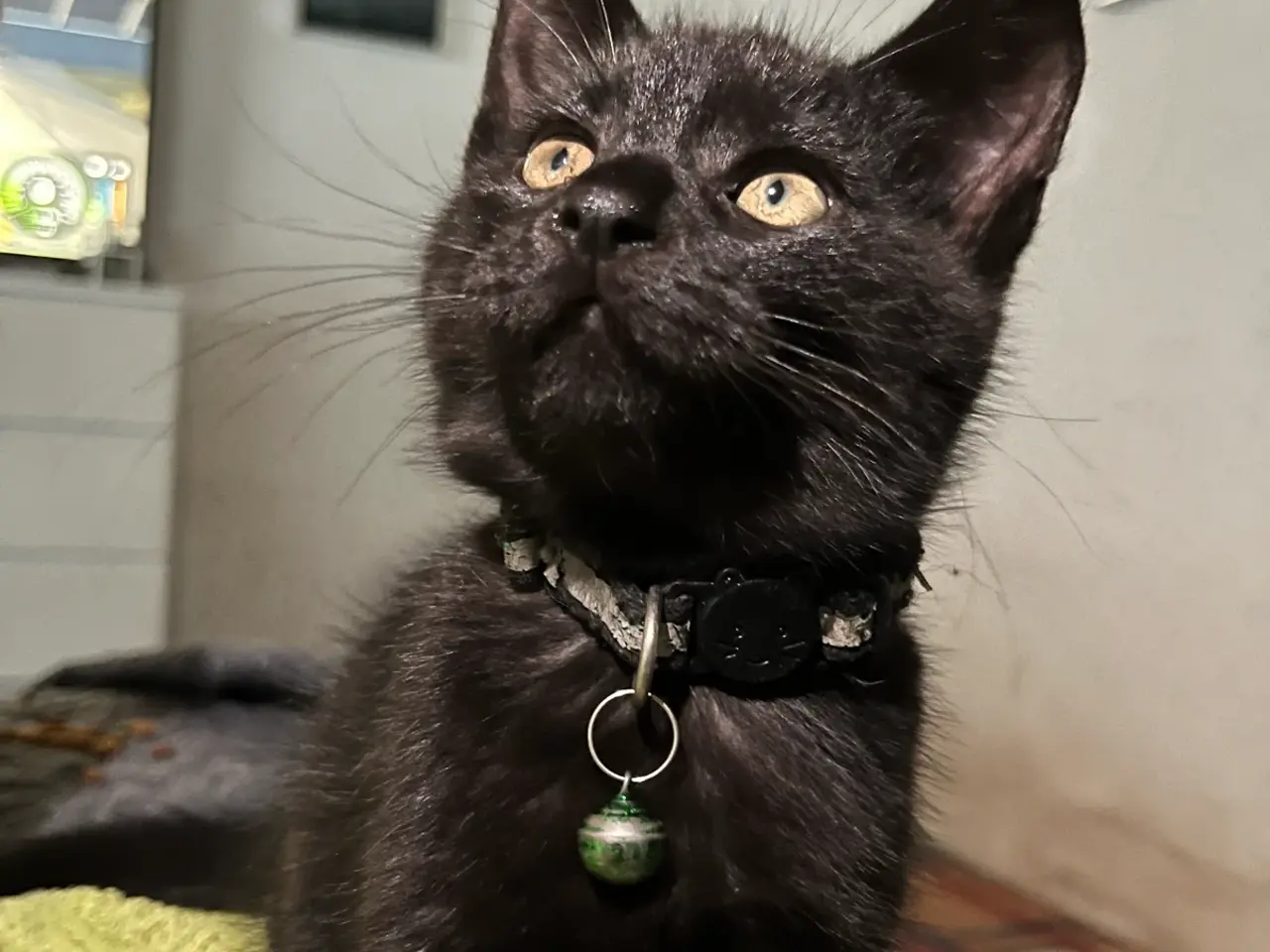 Billede 10 - Maine Coon blandinger 
