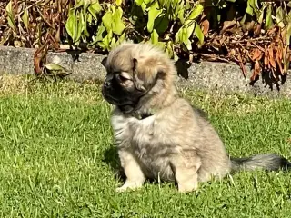 Tibetansk spaniel/ skal ikke klippes