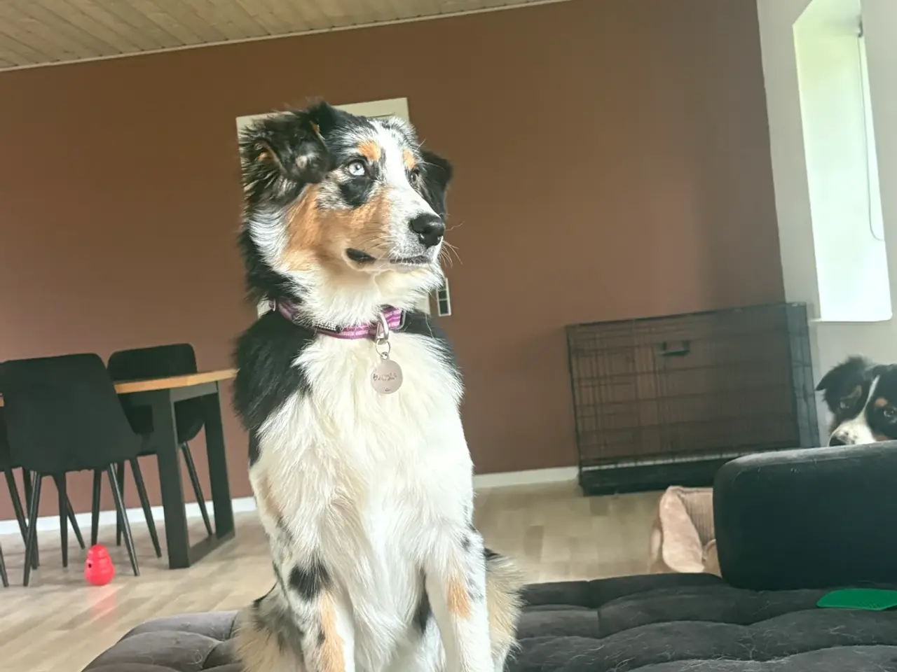 Billede 5 - Australian Sheperd