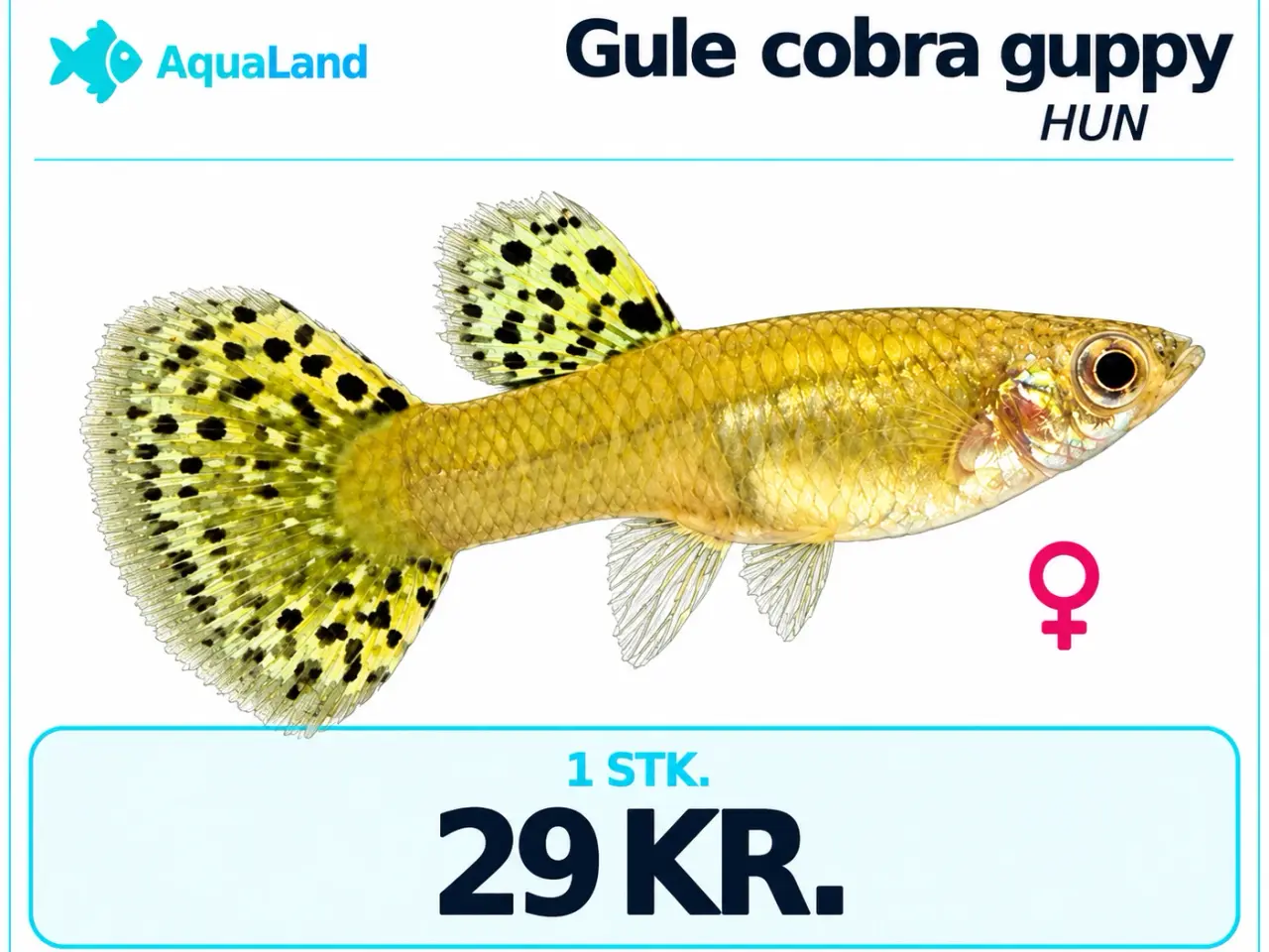 Billede 4 - Gule cobra guppy fisk