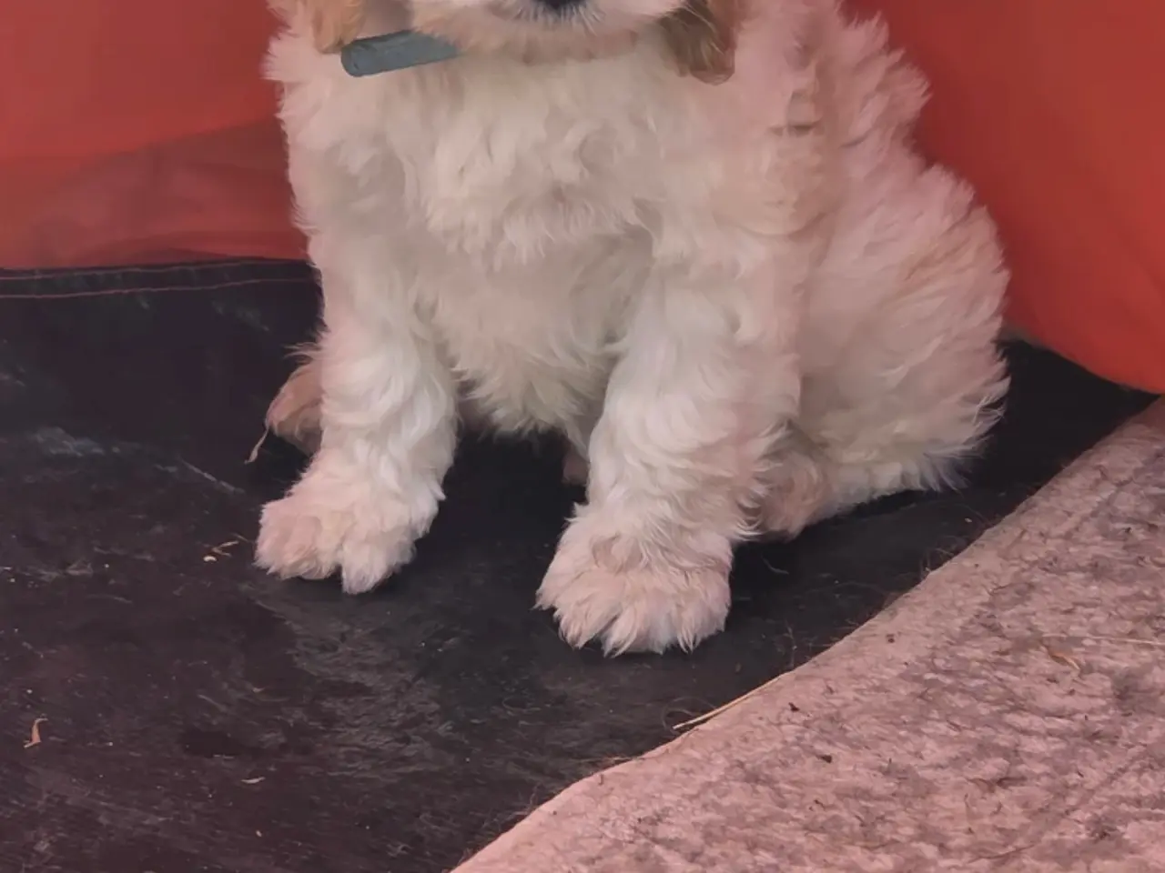 Billede 8 - Cockerpoo ( 75% Cocker Spaniel 25% Puddel)