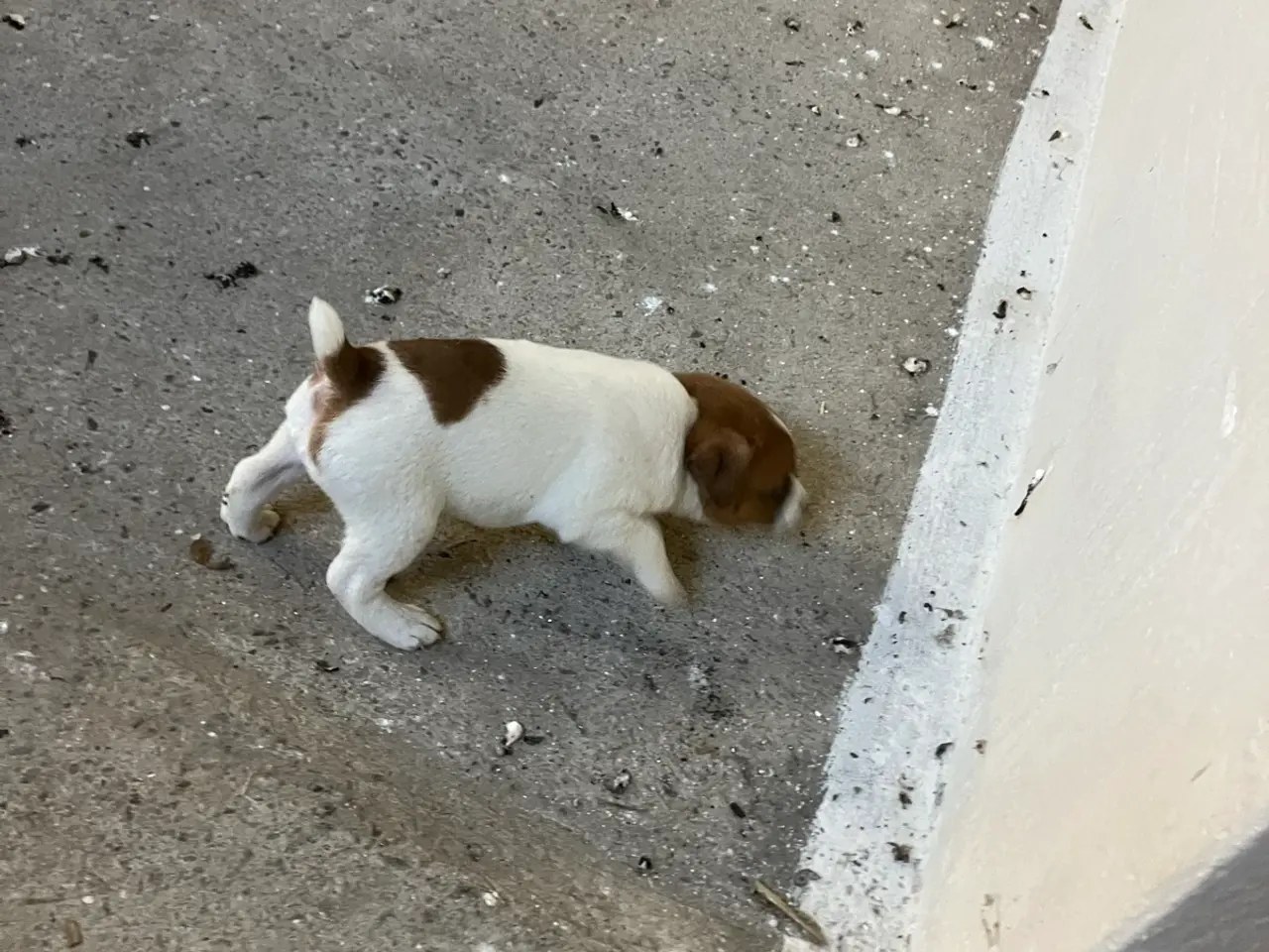 Billede 3 - Jack Russel hvalpe