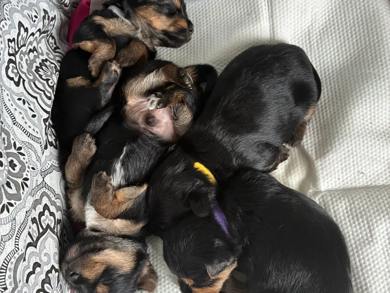 Billede 2 - Chorkie hvalpe