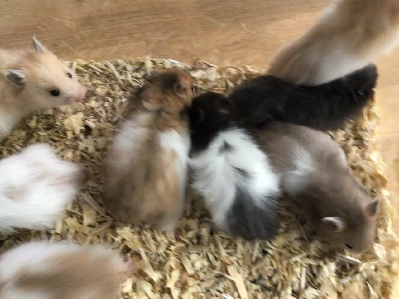 Billede 1 - Langhårede guldhamsterunger