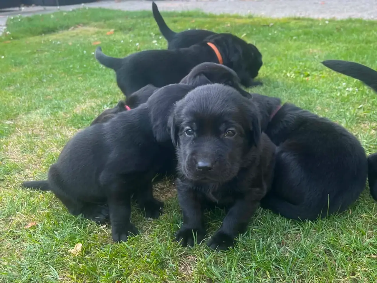 Billede 4 - Labrador hvalpe