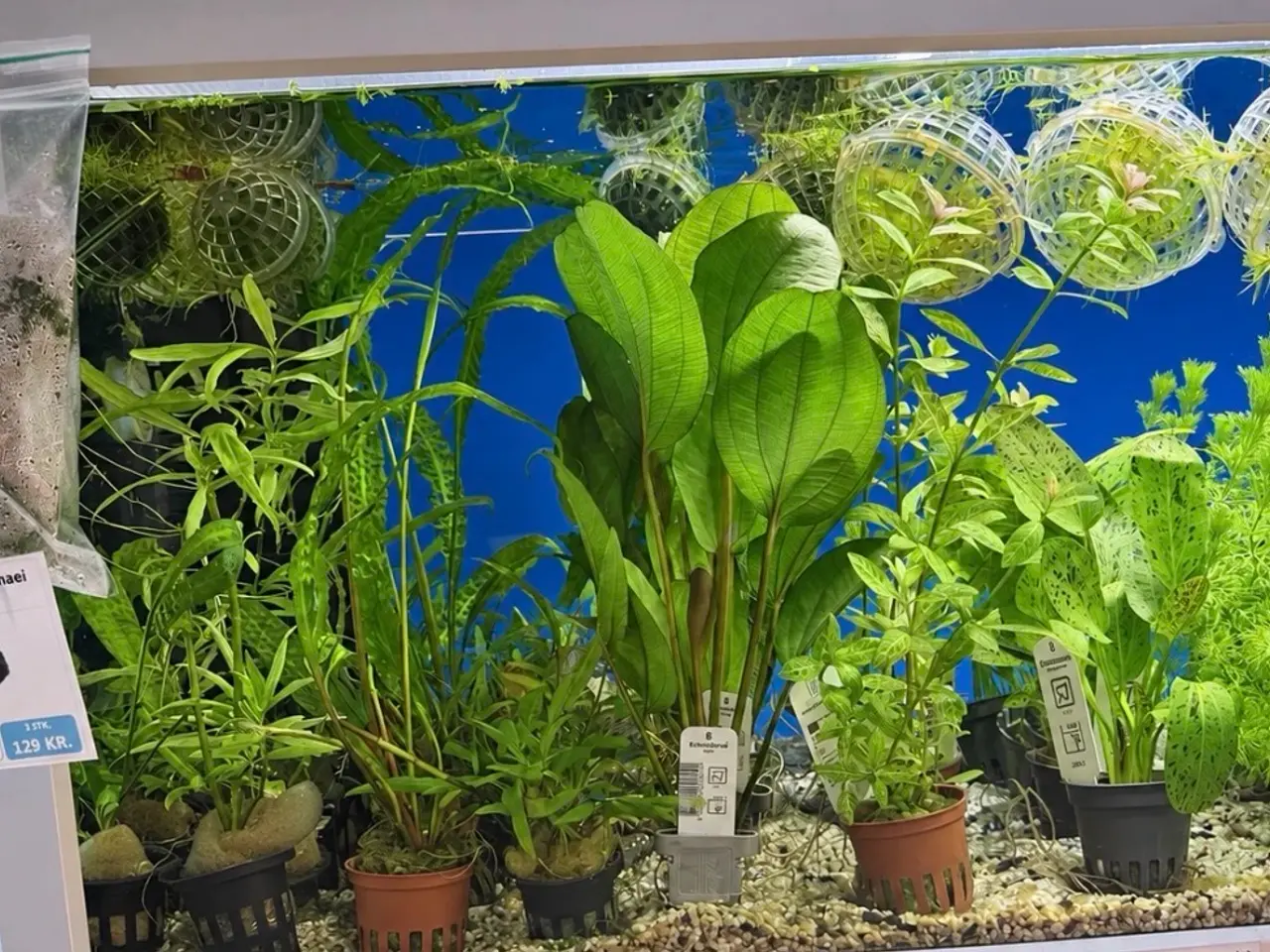 Billede 14 - 🩷 Wow mange flotte akvarieplanter 🩷