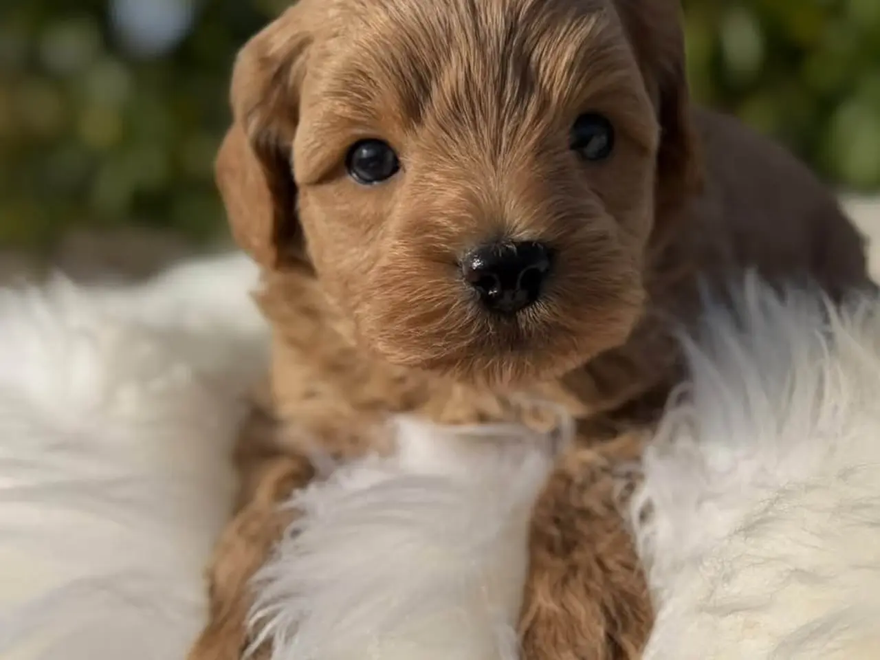 Billede 3 - Cockapoo f1b
