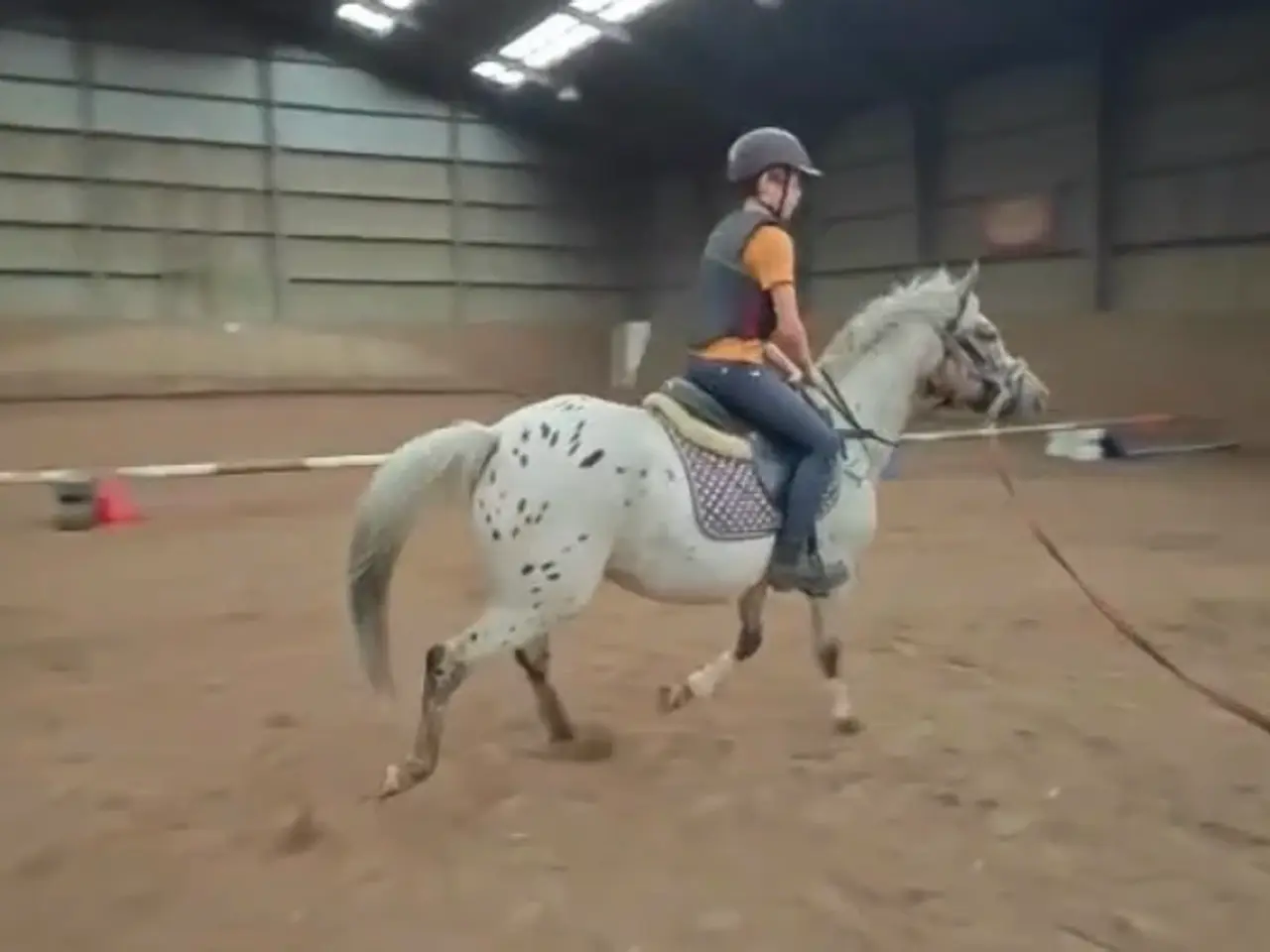 Billede 3 - Hoppe 134cm 4 år Knapstrubber