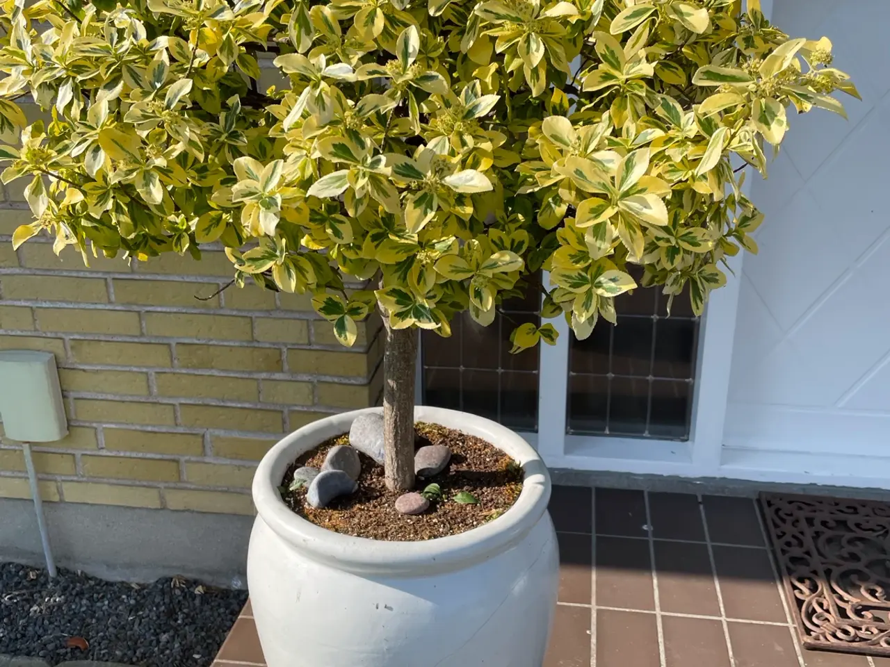 Billede 3 - To store grønne planter