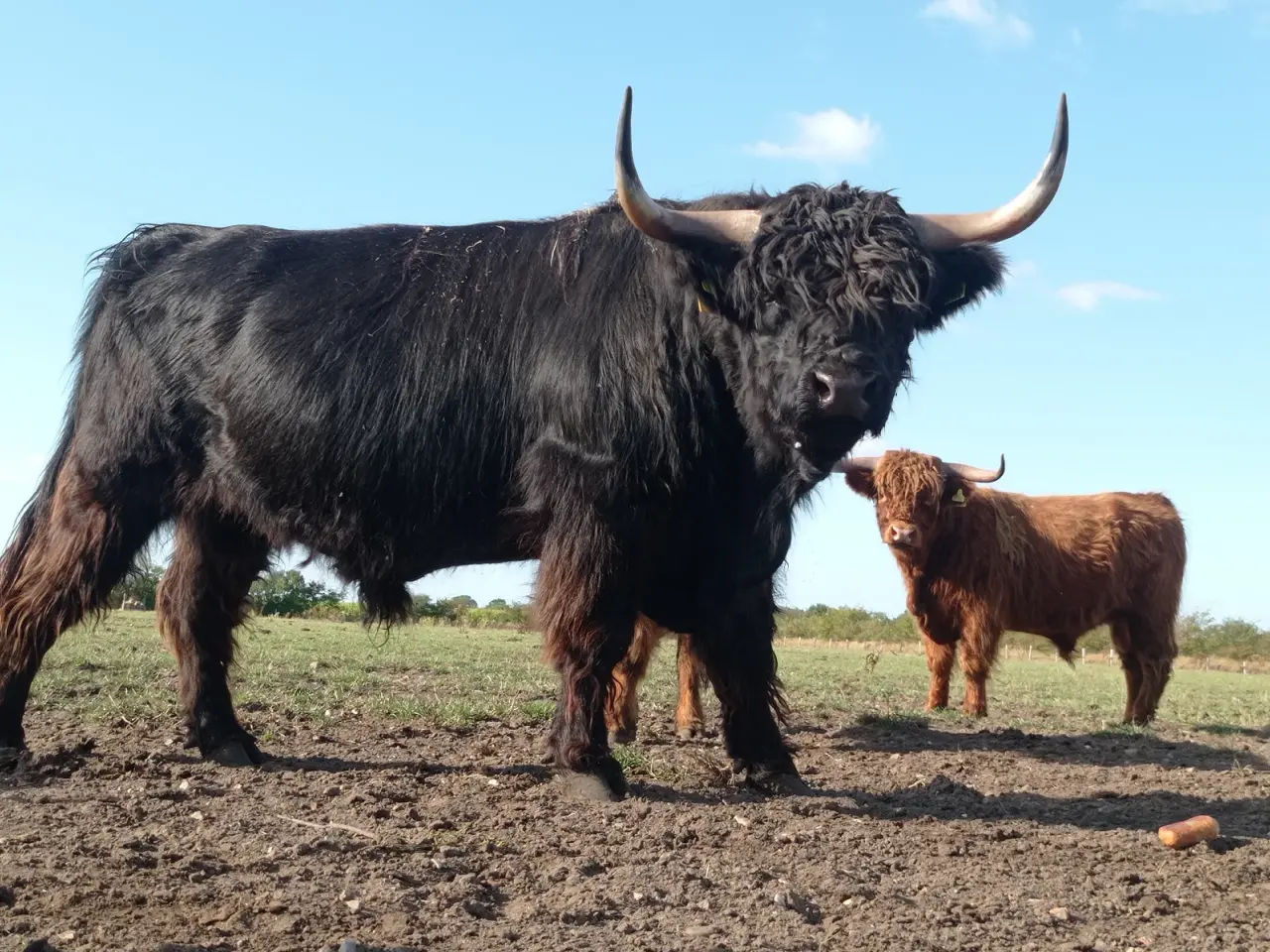 Billede 1 - Skotsk højlandskvæg highland cattle