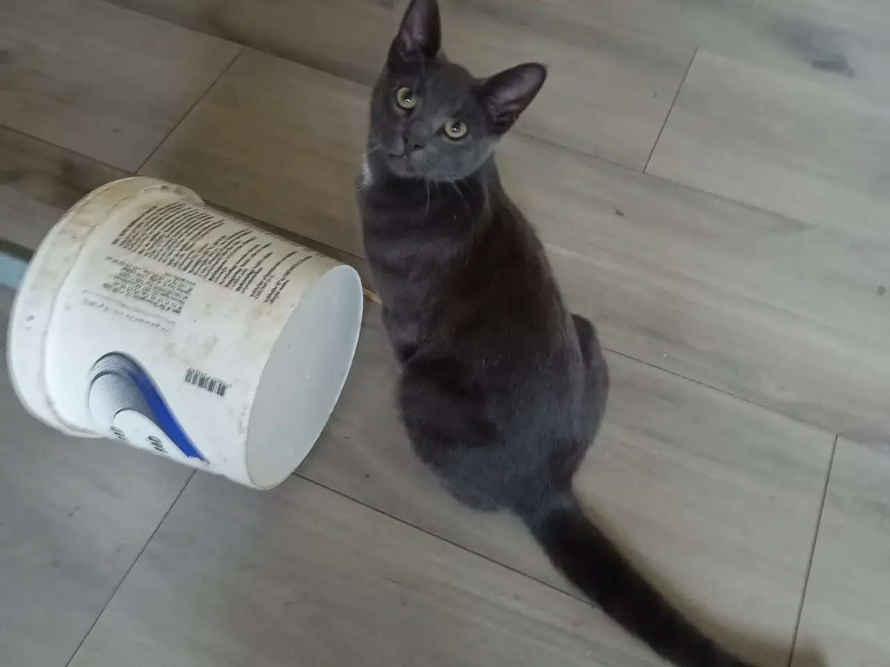 Billede 1 - Grå hun og grå han kat