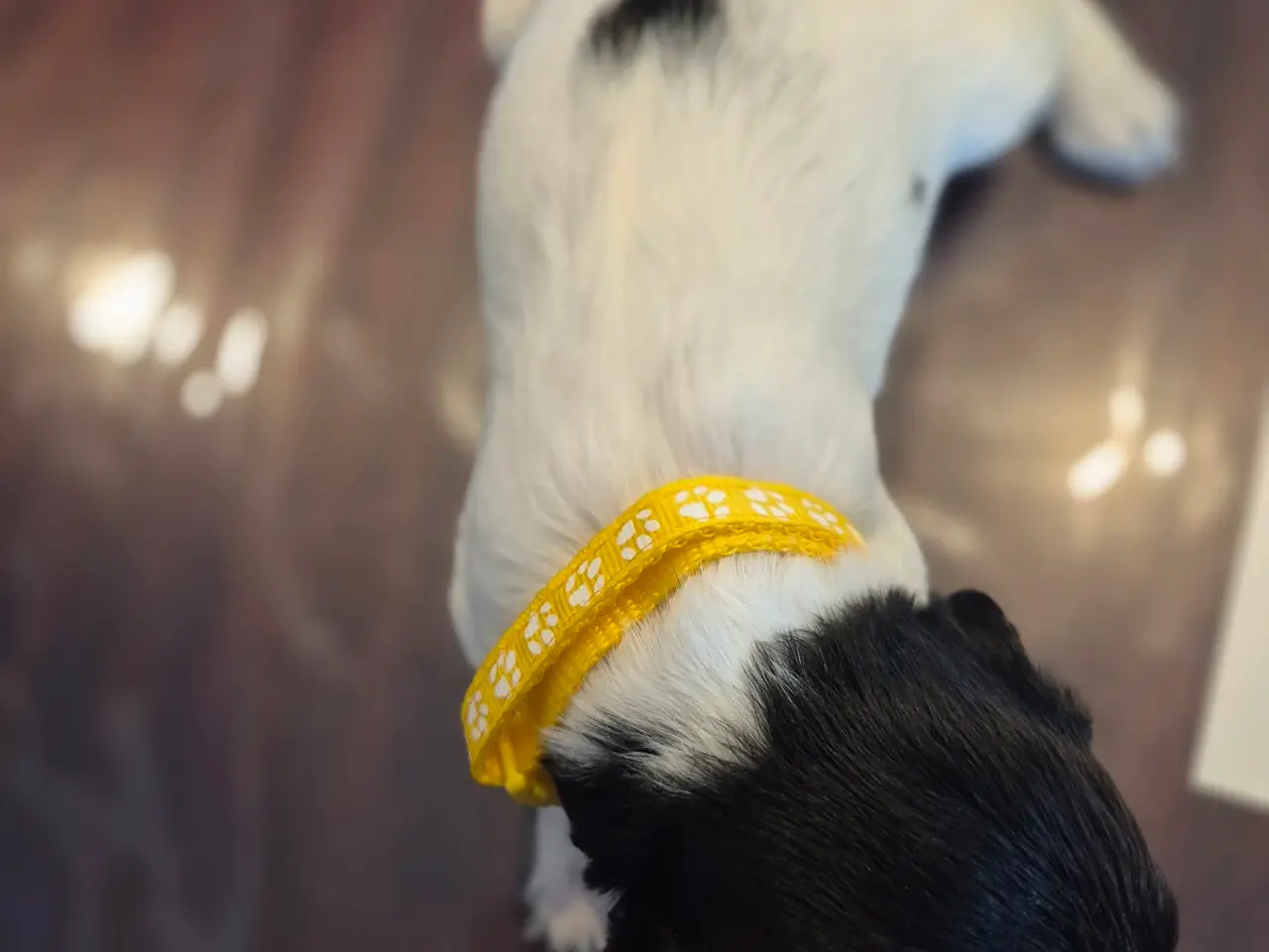 Billede 6 - F.T Engelsk Springer Spaniel hvalpe
