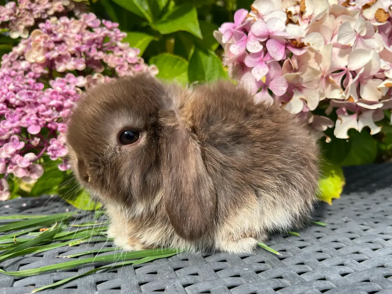 Billede 3 - Minilop unge 🐰