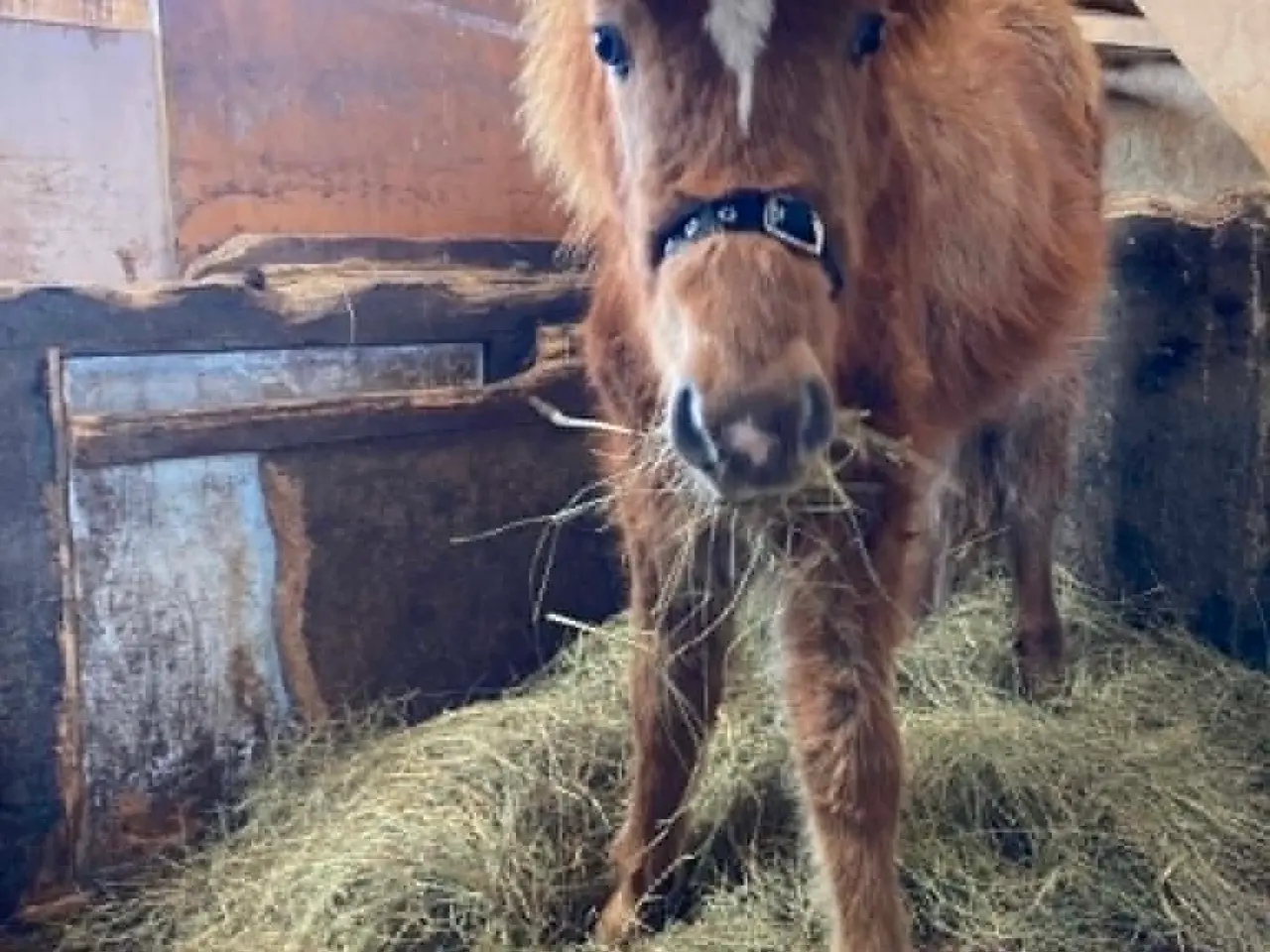 Billede 3 - Max - Hingst