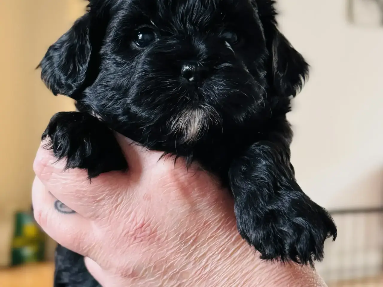 Billede 6 - Shihpoo hvalpe 🐶🌸 rejseklar 19. Maj 26