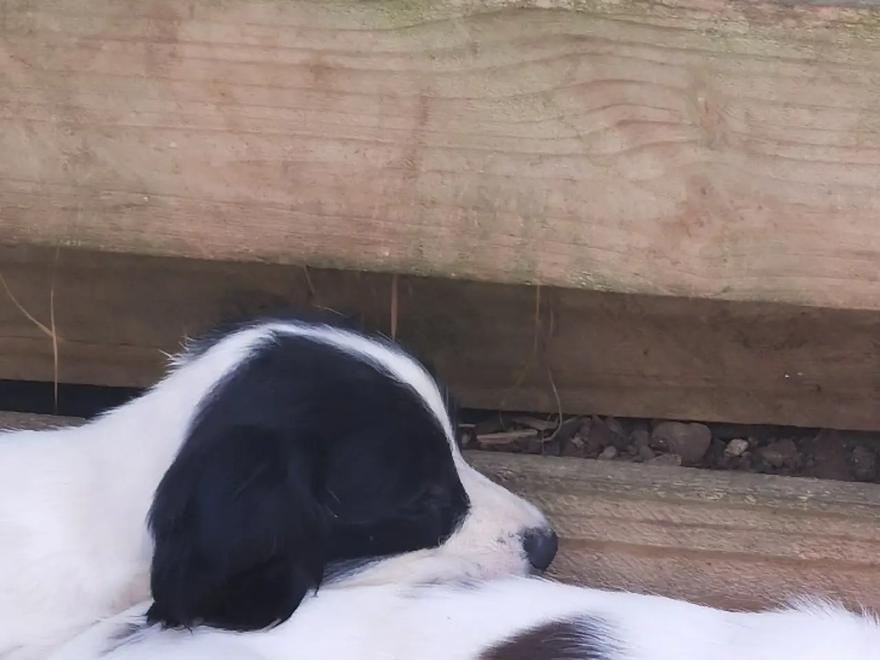 Billede 7 - FT Springer spaniels