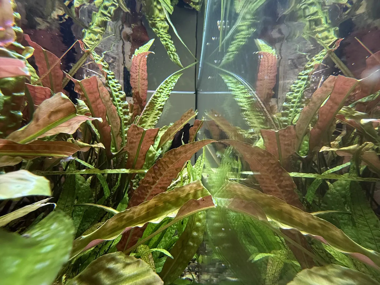 Billede 4 - Akvarium med alt tilbehør