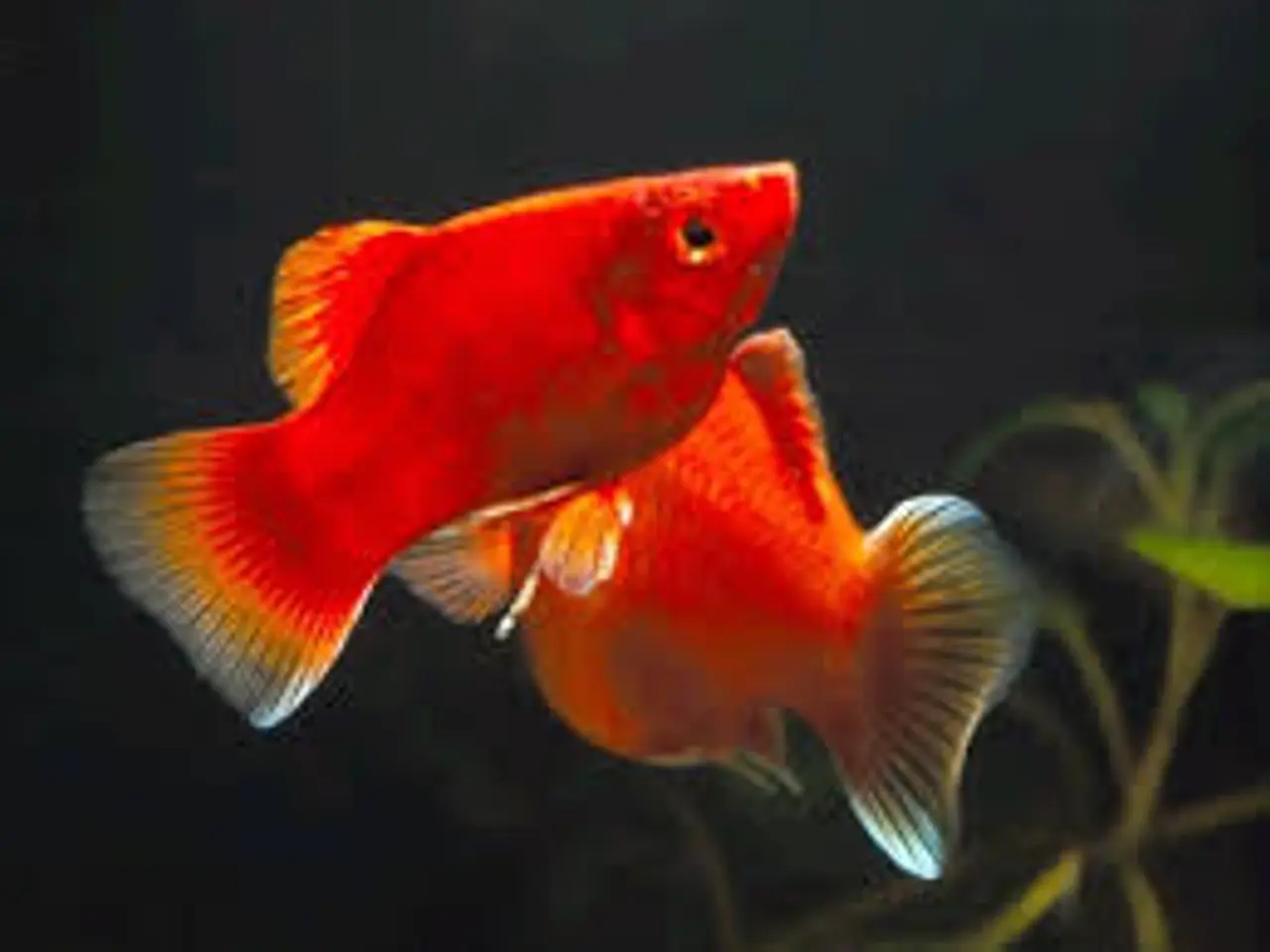 Billede 1 - PLATY. RØD KORAL. ((2,5 CM)) FÅ MÆNGDE RABAT