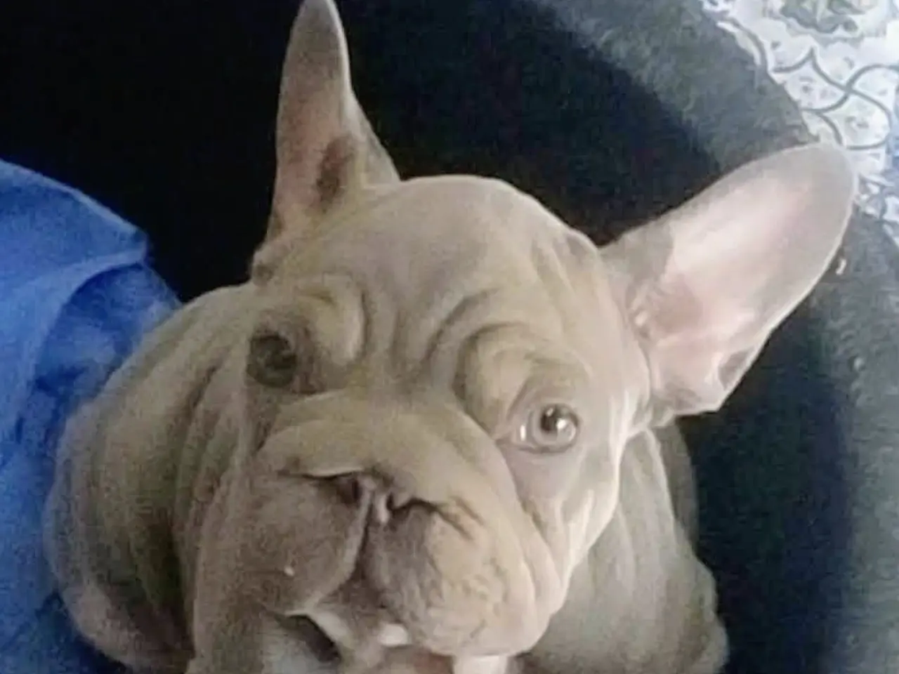 Billede 13 - Fransk Velvet bulldog dreng.