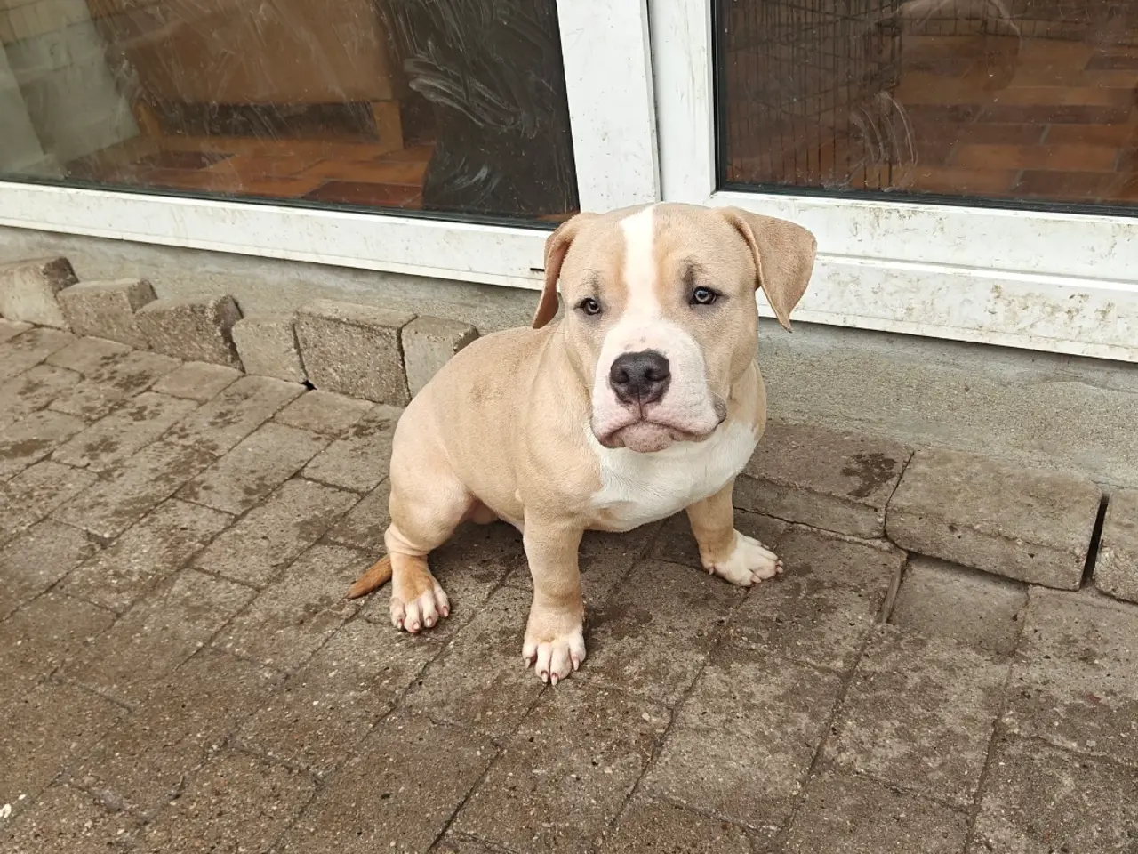 Billede 7 - American Bully hvalpe.