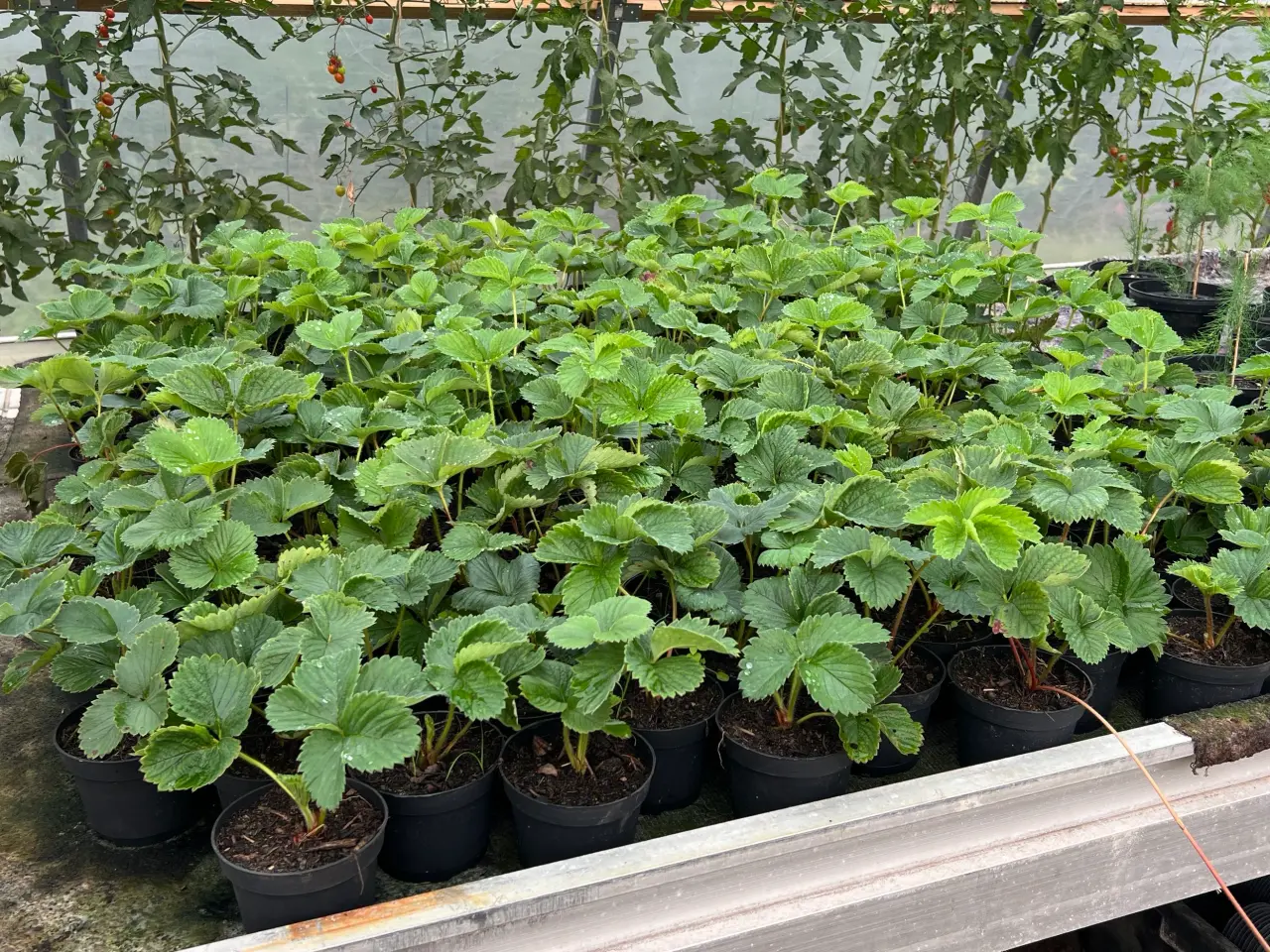 Billede 1 - Jordbær planter