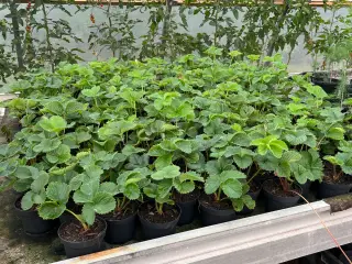 Jordbær planter