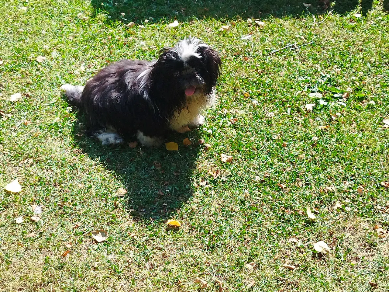 Billede 4 - Shih Tzu hvalp