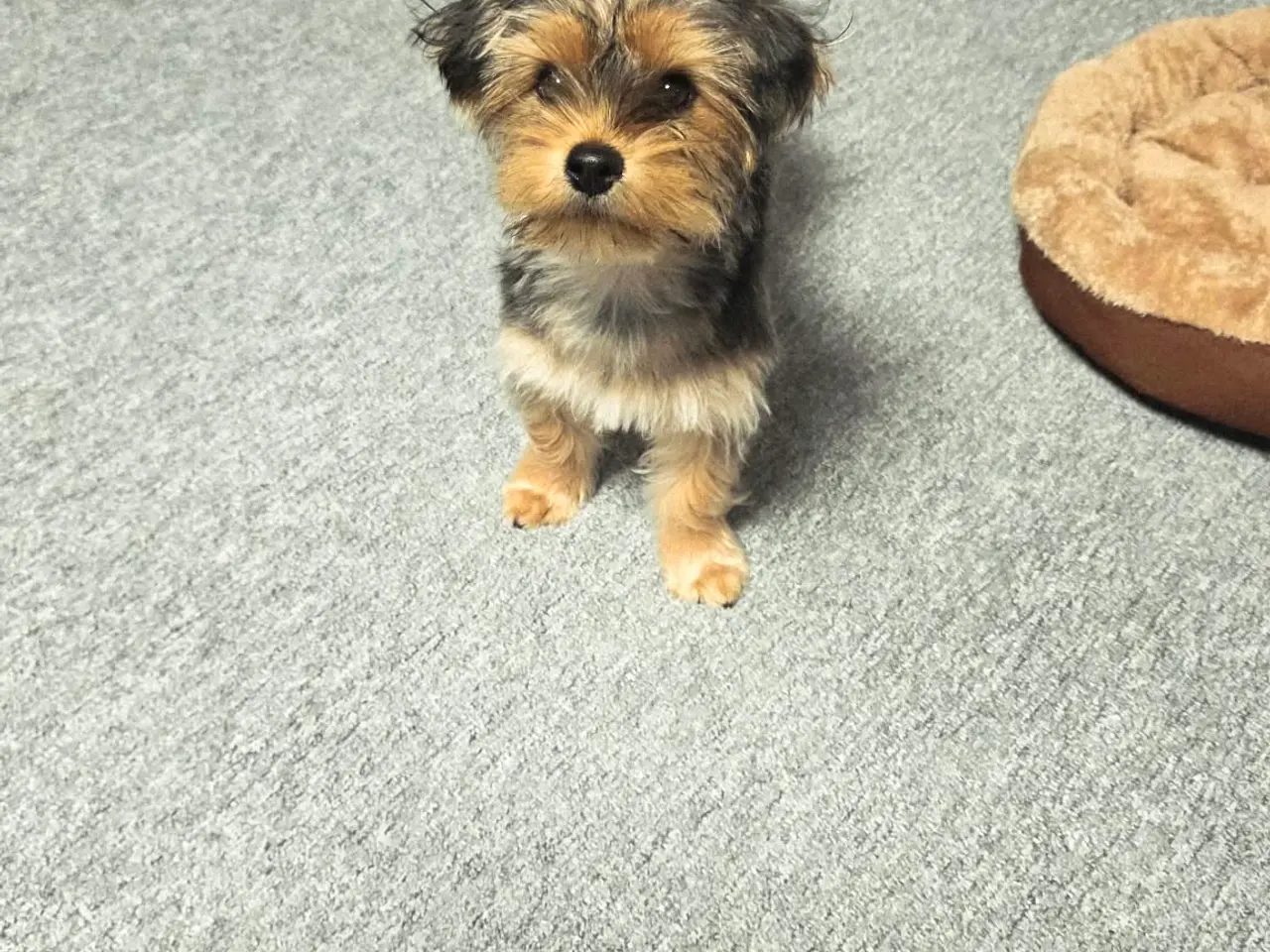 Billede 3 - Yorkshire Terrier 🙂
