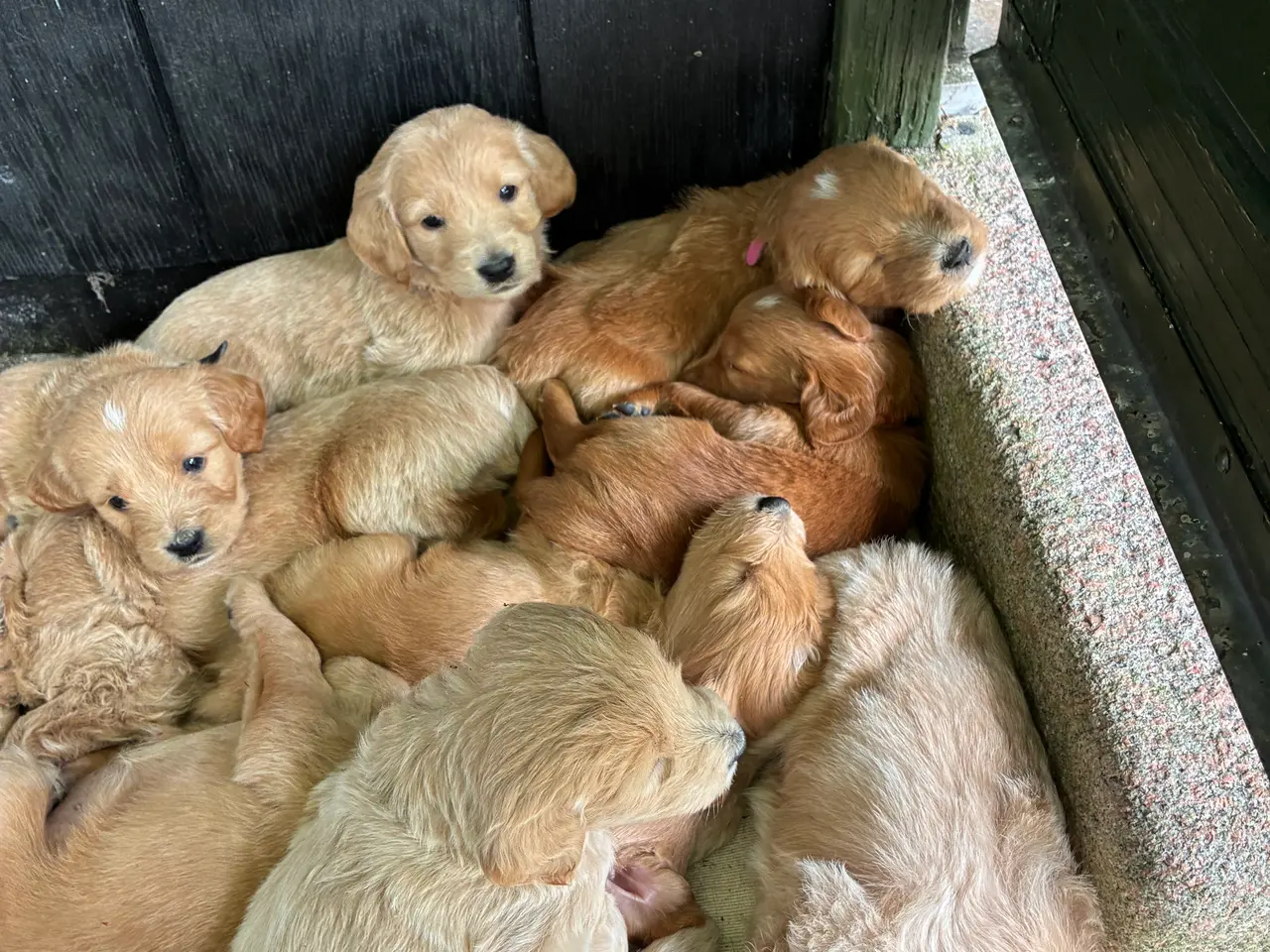 Billede 6 - Goldendoodle hvalpe
