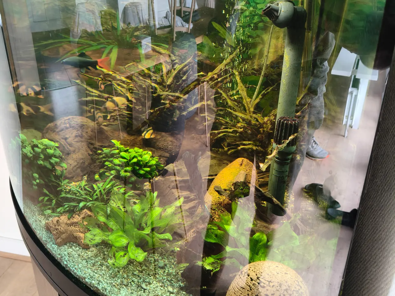 Billede 1 - Akvarie