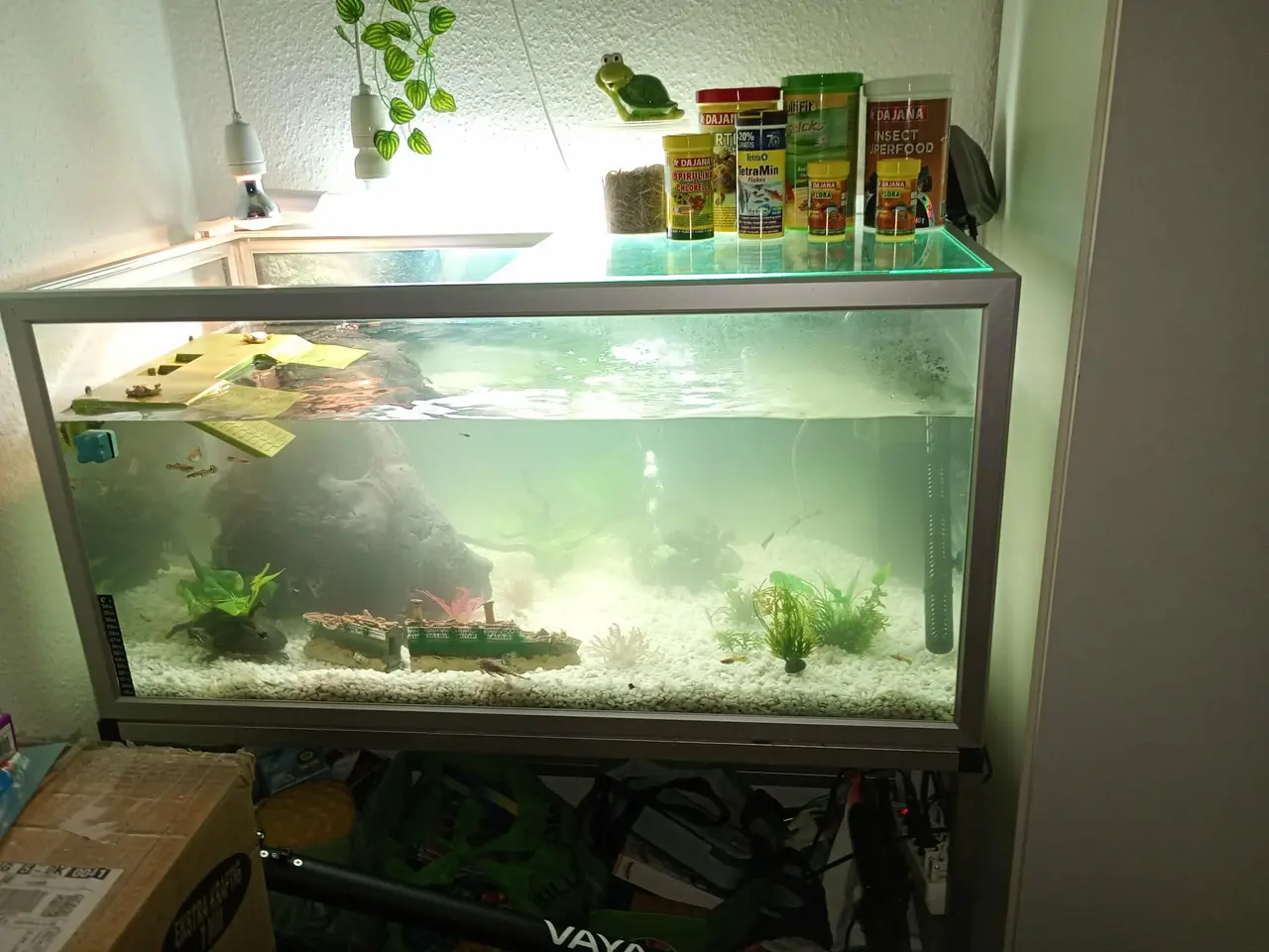 Billede 13 - Sumpskildpadder og 250 l akvarie med alt tilbehør