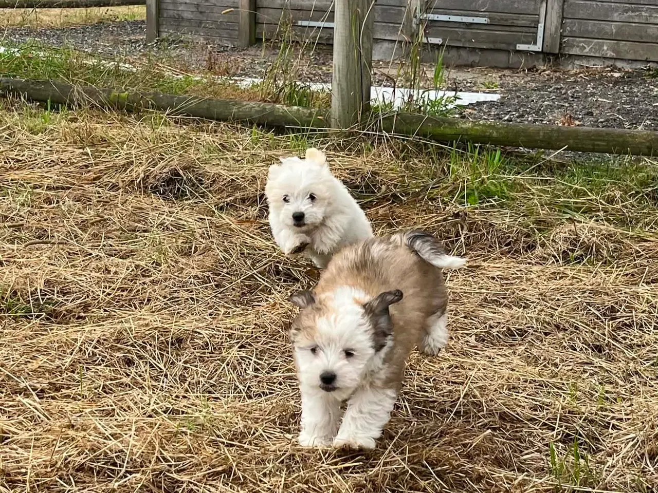 Billede 4 - Bichon Havanais hvalpe