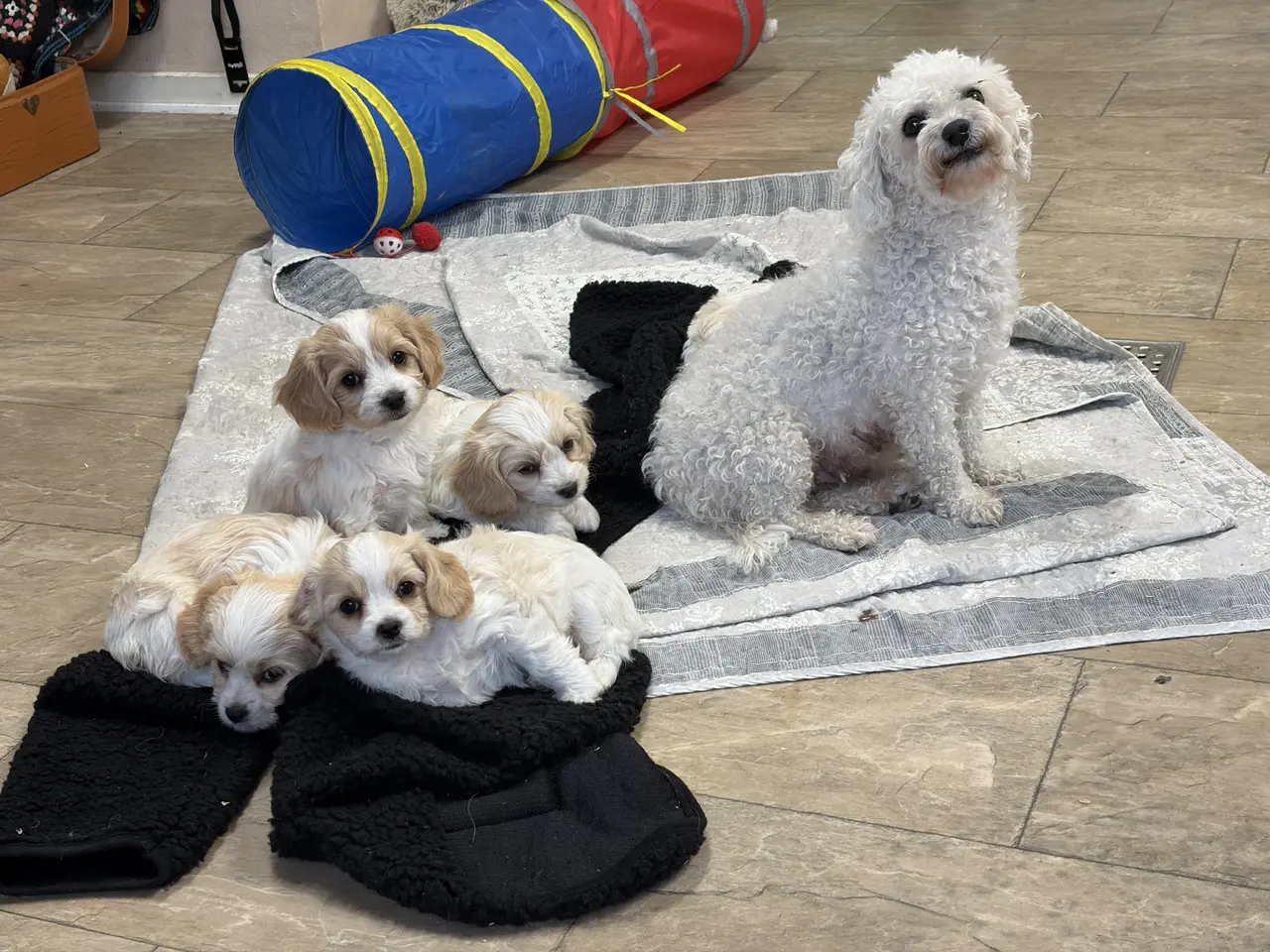 Billede 17 - De små dejligste Cavachon babyer nu!
