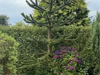 Abetræ