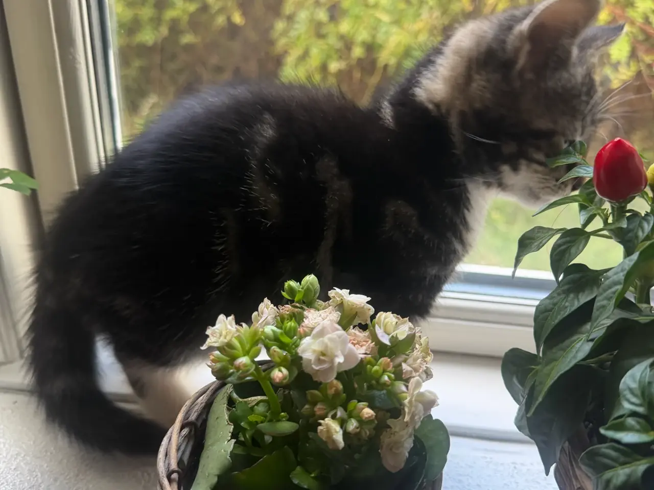 Billede 1 - 🐱 Sød hunkilling søger nyt hjem 🏡❤️