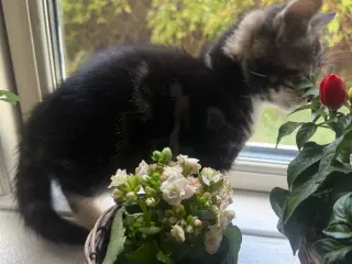 🐱 Sød hunkilling søger nyt hjem 🏡❤️
