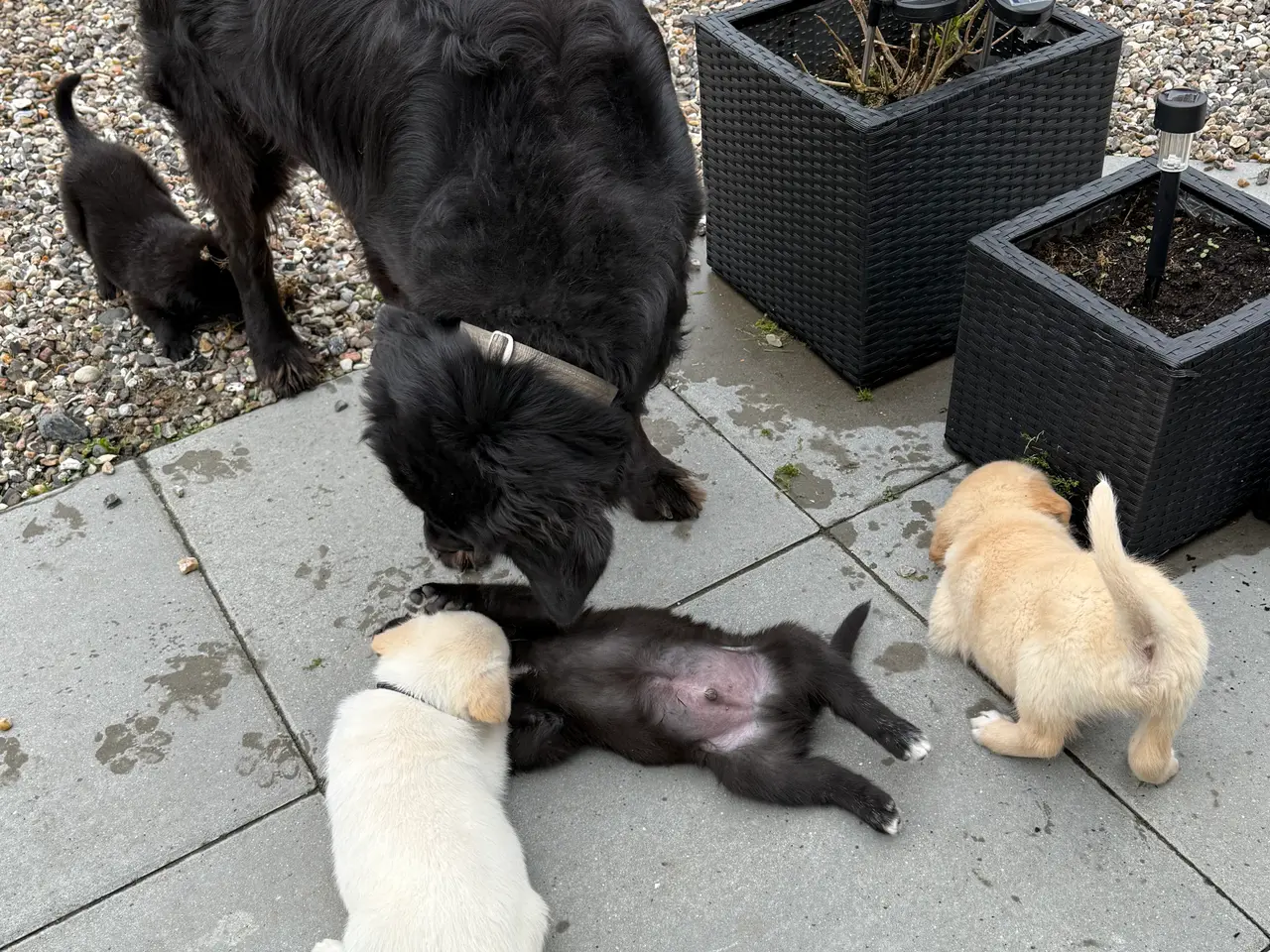 Billede 6 - De sødeste Hundehvalpe sælges