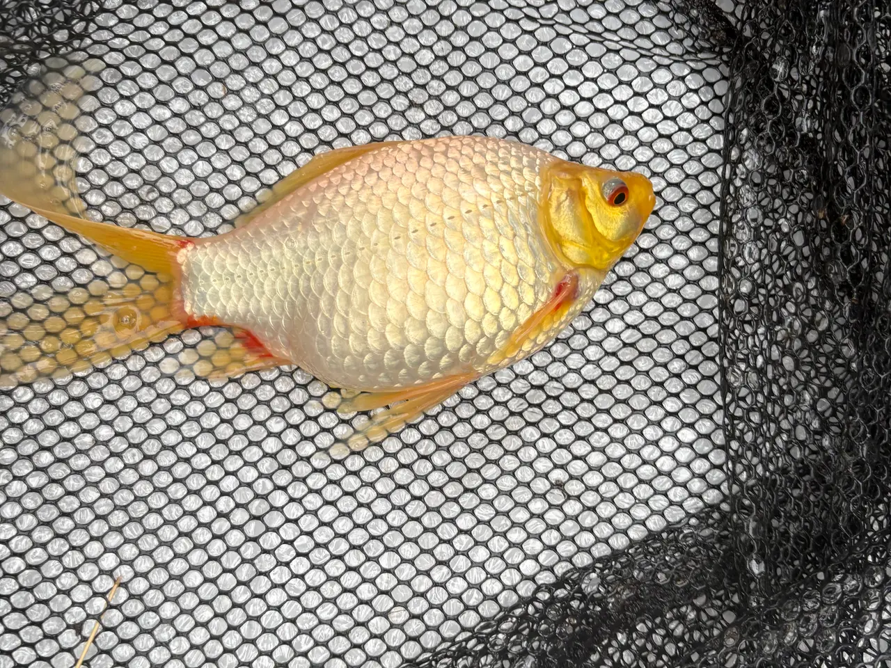 Billede 1 - Fisk / guldfisk 