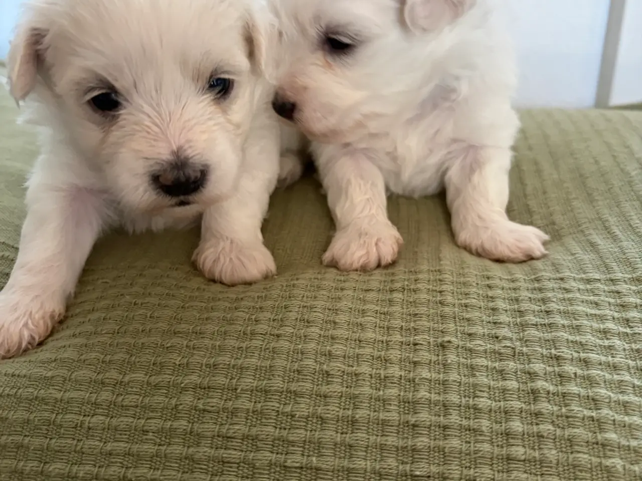 Billede 2 - Hundehvalpe Malteser blanding