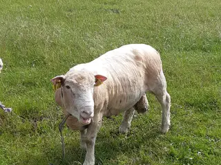 Dorset vædder